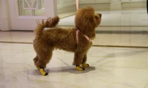 Anti-Slip Pet  Dog Cat Knit  Socks Adjustable Paw Protector for Small Puppies and Kittens Traction Control