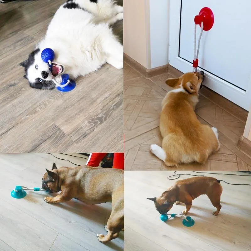 Rubber Ball With Suction Cup | Multifunction Chew Toy