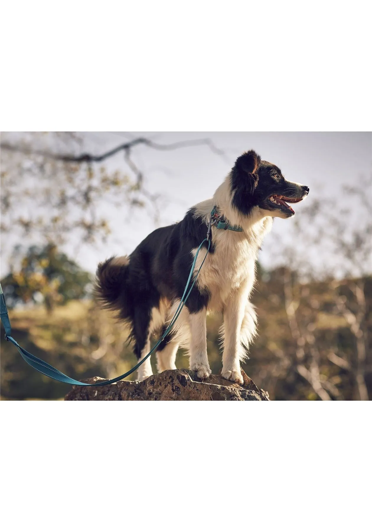 Rukka Pets Bliss Adjustable D Ring Safety Lock Dog Collar Turquoise