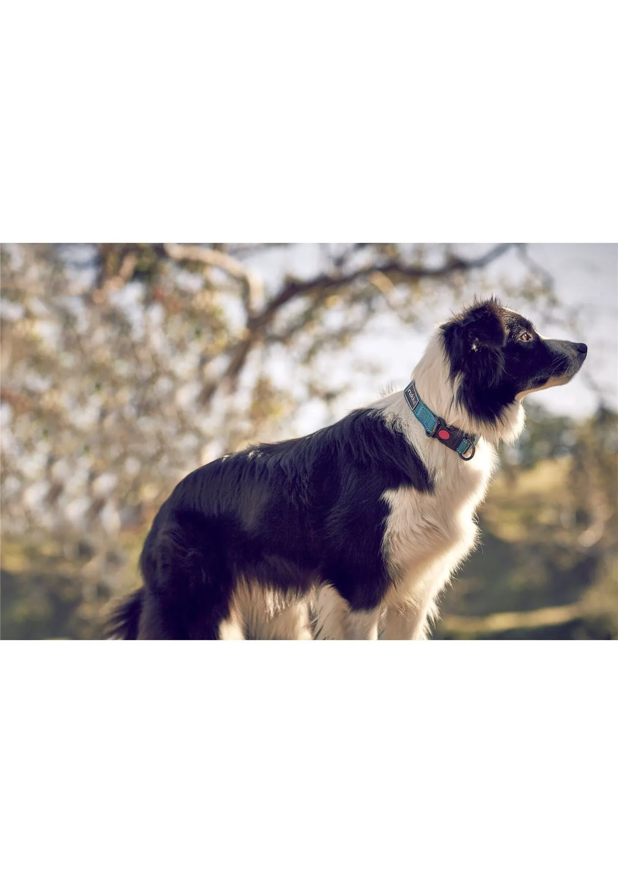 Rukka Pets Bliss Adjustable D Ring Safety Lock Dog Collar Turquoise